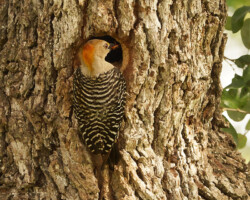 Golden Fronted Woodpecker<br/>
Kerrville, Tx