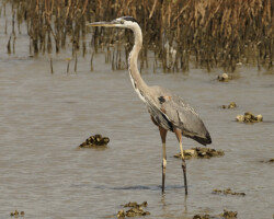 Great Blue Heron wading<br/>
Indian Point, Texas