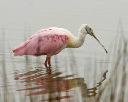 Roseate Spoonbill in fog<br/>Rockport, TX