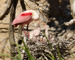 Roseate Spoonbill with 3 nestlings<br/>
High Island, Texas