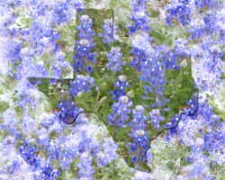 Texas Wildflower Series