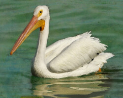 American White Pelican<br/>Rockport/Fulton Convention Center<br/>Rockport/Fulton, Tx