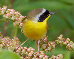 Common Yellow Throat<br/>
High Island, Tx