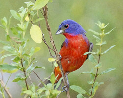 Songbird Series