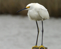 Gulf Coast Water Birds Series